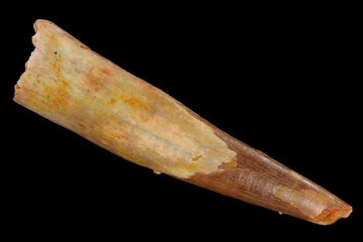Fossil Pterosaur (Siroccopteryx) Tooth - Morocco #127687